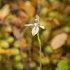 _17C8729 White Fingers (Caladenia minor)